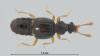 Bibloporus sp.